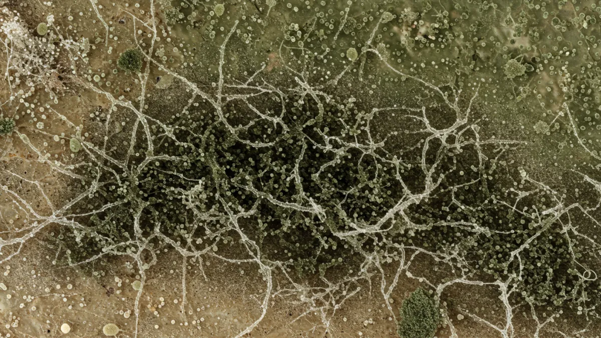 Dettaglio della texture filamentosa o a macchie della muffa su una superficie.